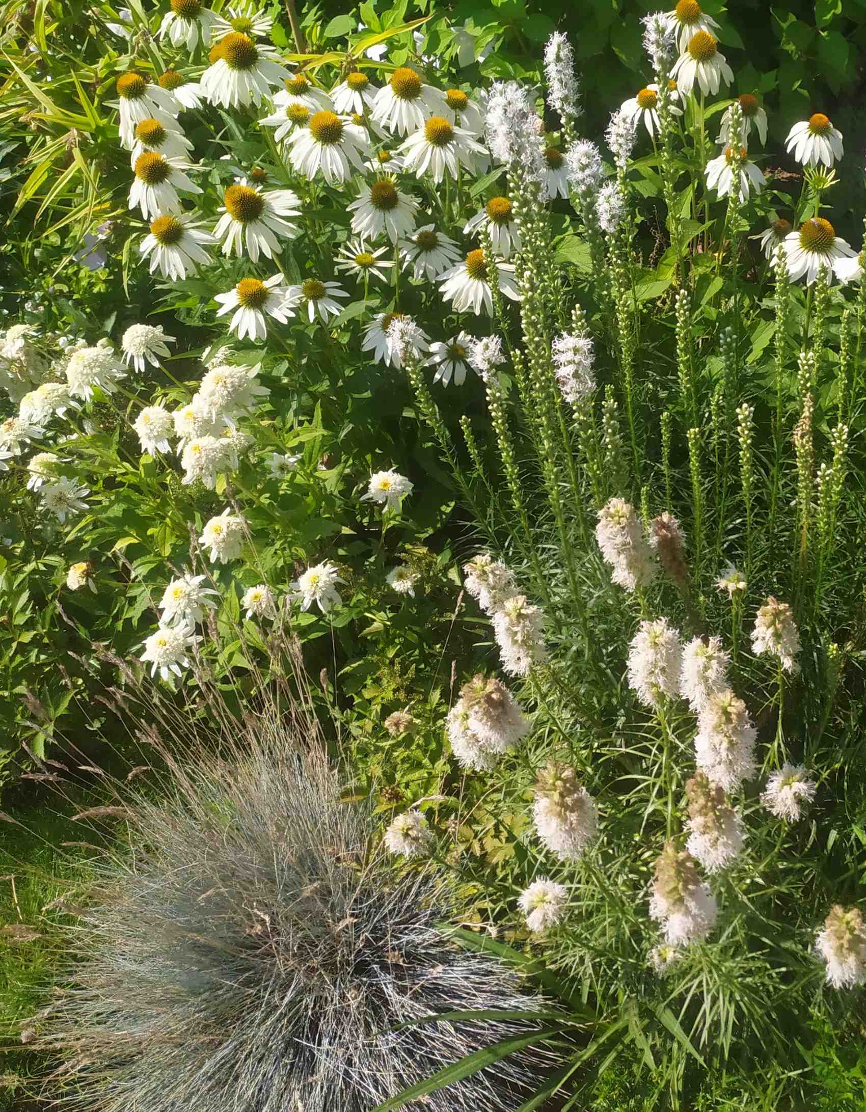 Rabata Słoneczna Biała - zestaw 30 roślin długokwitnących