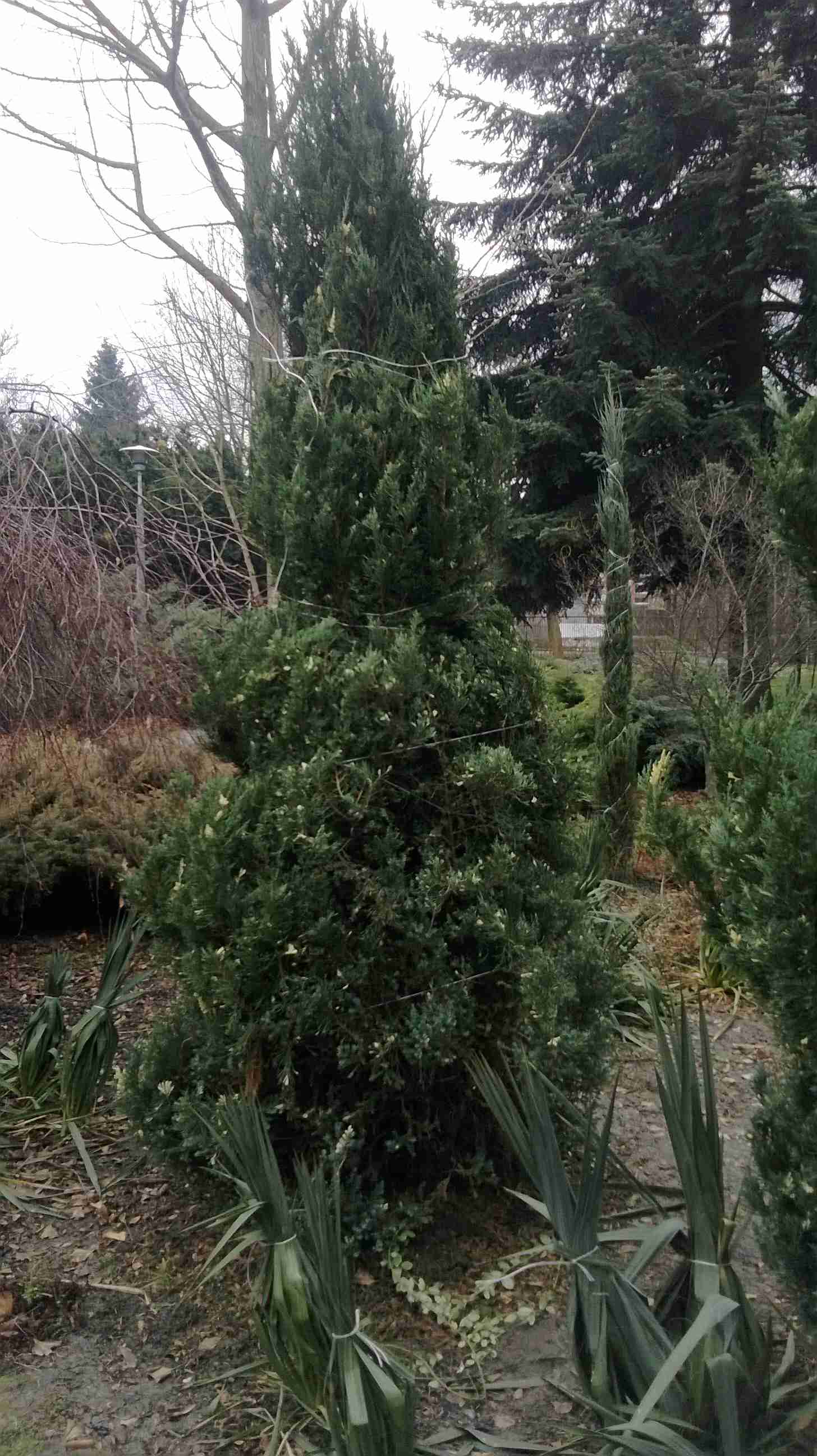 obwiązanie krzewów iglastych zabezpiecza rośliny przed śniegiem