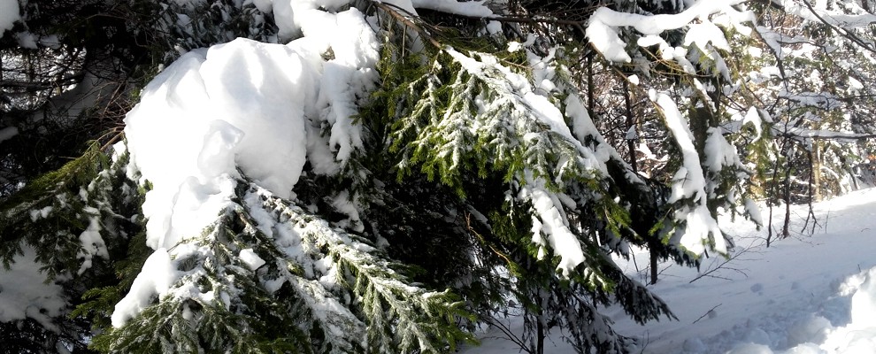 Gałęzie drzew iglastych obciążone śniegiem.