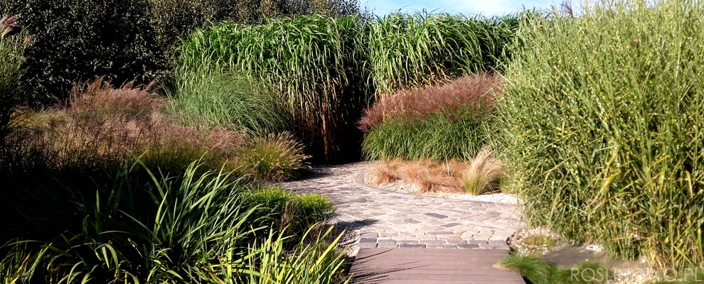 Malowniczy krajobraz w roli głównej trawy wieloletnie ogrodowe