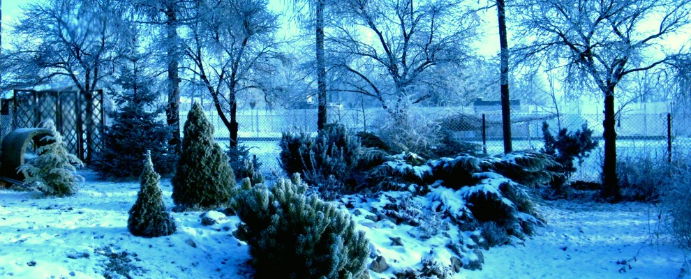 widok na ogród prywatny zimową porą