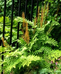 Długosz królewski 'Japonicum' (Osmunda regalis)