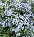 Gipsówka rozesłana ‘Filou White’ (Gypsophila repens) łyszczec