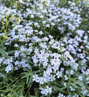 Gipsówka rozesłana ‘Filou White’ (Gypsophila repens)