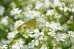Gipsówka rozesłana ‘Filou White’ (Gypsophila repens)