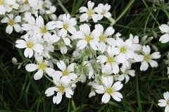 Gipsówka rozesłana ‘Filou White’ (Gypsophila repens)