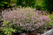 Gipsówka rozesłana ‘Knuddel’ (Gypsophila repens)