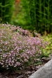 Gipsówka rozesłana ‘Knuddel’ (Gypsophila repens)