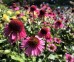 Jeżówka ‘Delicious Candy’ (Echinacea purpurea)