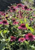 Jeżówka ‘Delicious Candy’ (Echinacea purpurea)