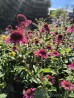 Jeżówka ‘Delicious Candy’ (Echinacea purpurea)