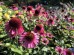 Jeżówka ‘Delicious Candy’ (Echinacea purpurea)