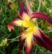 Kolekcja Unikalnych Liliowców ogrodowych -zestaw 5 sztuk (Hemerocallis)