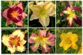Kolekcja Unikalnych Liliowców Ogrodowych -zestaw 10 sztuk (Hemerocallis)