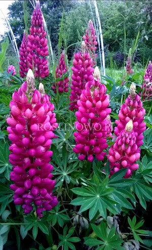 Łubin ogrodowy 'Gallery Red' (Lupinus nanus)