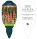 Naparstnica purpurowa ‘Falcon Fire’ (Digitalis hybrida) 