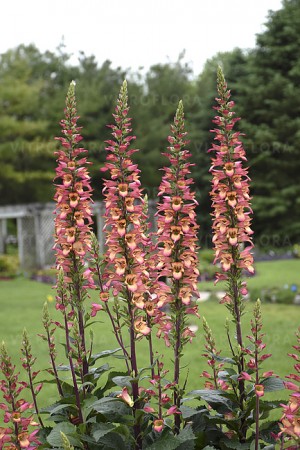 Naparstnica purpurowa ‘Falcon Fire’ (Digitalis hybrida) 