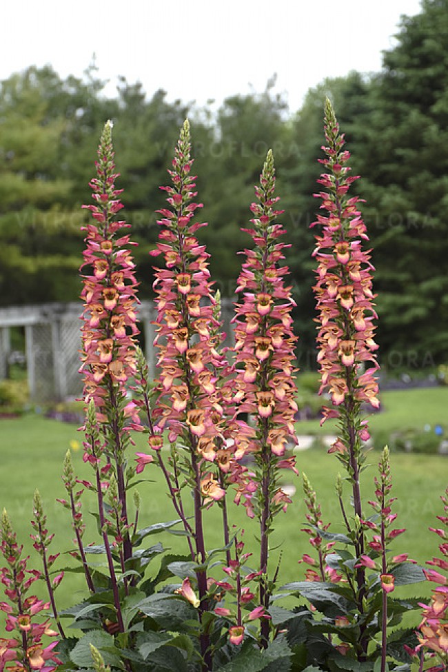 Naparstnica purpurowa ‘Falcon Fire’ (Digitalis hybrida) 
