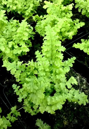 Narecznica samcza 'Crispa' (Dryopteris filix-mas) 