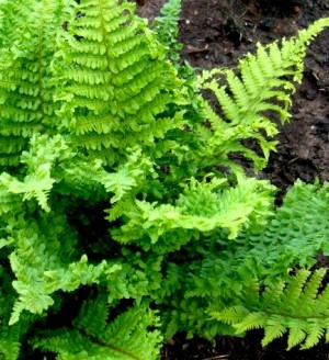 Narecznica samcza 'Crispa Cristata' (Dryopteris filix-mas)