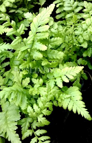 Narecznica samcza 'Cristata' (Dryopteris filix-mas)