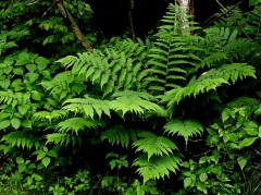 Narecznica Goldiego (Dryopteris goldiana) narecznica złotouska