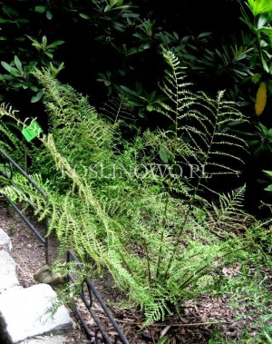 Narecznica samcza 'Linearis Polydactylon'  (Dryopteris filix-mas)