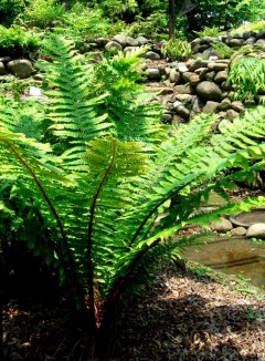 Narecznica (Dryopteris buschiana) crassirhizoma