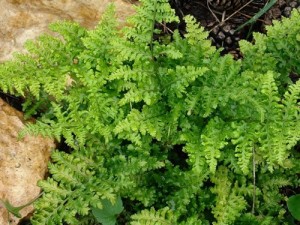 Narecznica szerokolistna 'Crispa Whiteside' (Dryopteris austriaca) Dryopteris dilatata