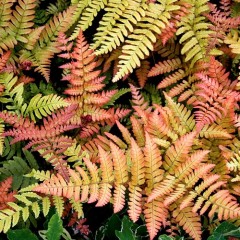 Narecznica czerwonozawijkowa (Dryopteris erythrosora) 