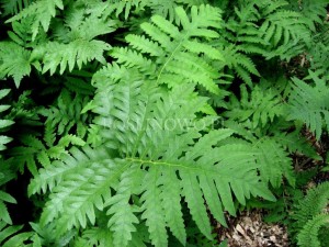 Onoklea wrażliwa (Onoclea sensibilis)