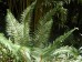 Paprotnik szczecinkozębny 'Dahlem' (Polystichum setiferum)