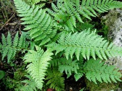 Paprotnik szczecinkozębny 'Dahlem' (Polystichum setiferum)