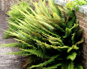 Paprotnik szczecinkozębny  'Herrenhausen'  (Polystichum setiferum)