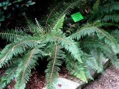 Paprotnik szczecinkozębny 'Proliferum' (Polystichum setiferum)