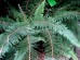 Paprotnik szczecinkozębny 'Proliferum' (Polystichum setiferum)