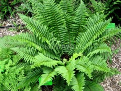 Paprotnik japoński (Polystichum polyblepharum) 