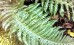Paprotnik kolczysty (Polystichum aculeatum)