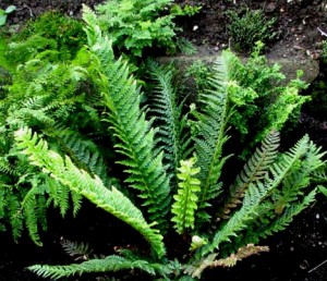 Paprotnik kolczysty (Polystichum aculeatum)