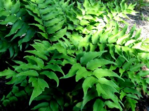 Paprotnik sierpowaty (Cyrtomium falcatum) Polystichum falcatum