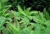 Paprotnik szczecinkozębny 'Plumosum Densum' (Polystichum setiferum)