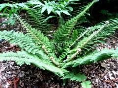 Paprotnik szczecinkozębny 'Congestum' (Polystichum setiferum)