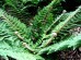 Paprotnik szczecinkozębny 'Plumosum Densum' (Polystichum setiferum)