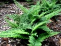 Paprotnik szczecinkozębny 'Congestum' (Polystichum setiferum)