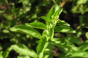 Stewia (Stevia Rebaudiana)