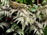 Wietlica japońska 'Mettalicum' (Athyrium niponicum) - zestaw 10 sztuk