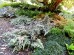 Wietlica japońska 'Mettalicum' (Athyrium niponicum) 