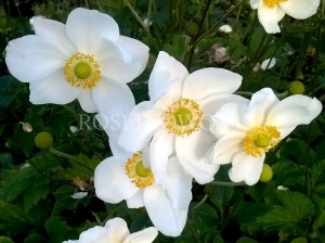 Zawilec japoński 'Honorine Jobert' (Anemone hybride) - zestaw 10 sztuk