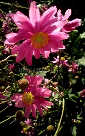 Zawilec japoński 'Monte Rose' (Anemone hybrida)