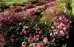 Zawilec japoński 'Monte Rose' (Anemone hybrida)